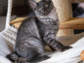 Türkisch Angora Kitten mit Stammbaum