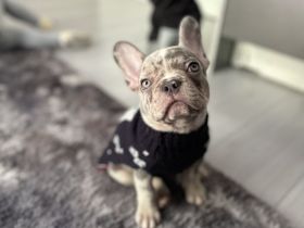 Französische bulldogge welpe