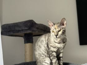 Zuckersüße Cornish Rex Katze zu verkaufen!