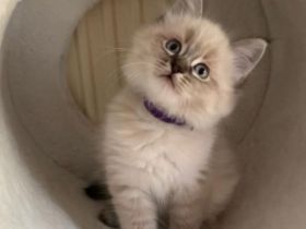 Main coon / Neva Masquarade