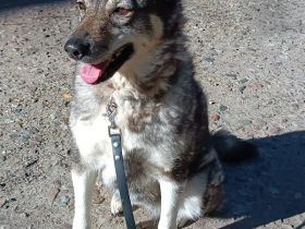 Figa sehr lieb und ausgeglichen