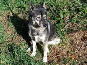 Dino lieb und sozial