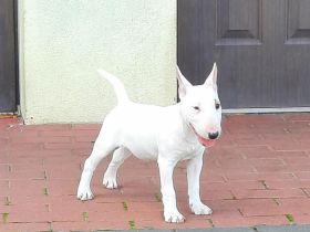 Miniatur Bullterrier mit Ahnentafel ,Hündin 4 Monate alt