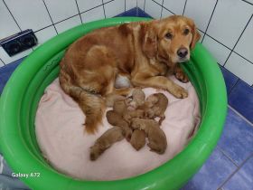 Echte Goldendoodle Mini F1 zu vergeben...reservierbar