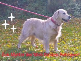 SELTENE COMFORT MINI GOLDEN RETRIEVER IN PLANUNG!