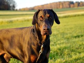 Dobermann schwarz braun als erfahrener Deckrüde