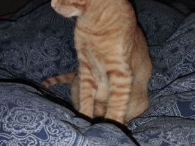 Katzen Baby's ca 15 Wochen alt