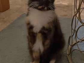 Europäische Mix Langhaar Katze