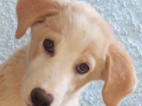 Chelsey, geb. ca. 04/2024, lebt in GRIECHENLAND, auf einer privaten Pflegestelle