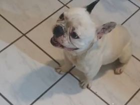 Super Französische bulldog