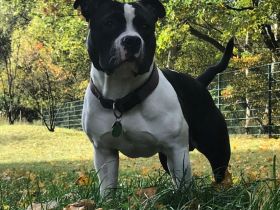 American Bully Deckrüde