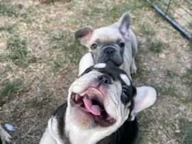 13 Wochen alte Französische Bulldoggen Welpen zu verkaufen