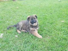 6 Deutsche Schäferhund Welpen, DDR-Linie mit geradem Rücken