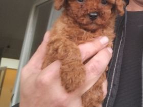 Welpen Toy Pudel Asiatisch Pudel(Rot/Red) suchen neues Zuhause
