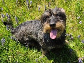 von der Waltenhamer Mühle