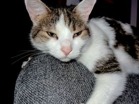 Europäische Kurzhaar Katzen