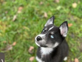 ✨5 wunder schöne Husky malamute Welpen✨