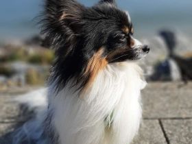 Wunderschöner tricolor Papillon Deckrüde (kein Verkauf)