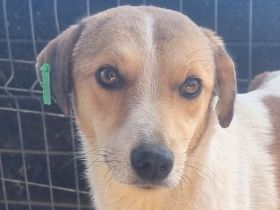 EMILIA  aktuell zu dünn, ca, 1-jährige, hübsche Hündin, wird bestimmt eine tolle Begleiterin