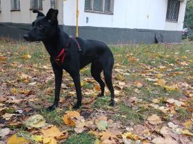 Hund aus Russland, sucht Eltern