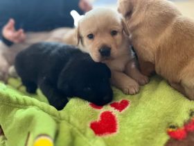 Reinrassige labrador Retriever Welpen zu verkaufen