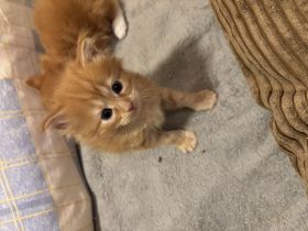 Maine Coon Kitten Red Tabby