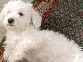 Westiepoo 8 Monate alt