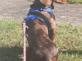 Ich biete Romeo als Deckrüden an