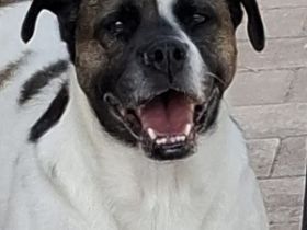 Mona sucht ein Zuhause