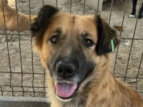 TANJA  ca. 2-jährige, wunderschöne, liebe Hündin, ca. 54 cm, eine ganz verträgliche süße Hündin