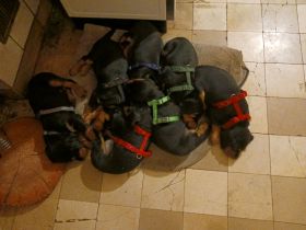 Schwarzwildbracke / Deutsch Drahthaar Mischling