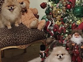 Reinrassige Pomeranian Zwergspitz