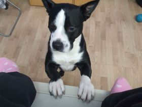 Rüde pocojo 4 jahre