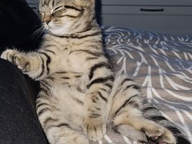 Wunderschönes BKH-Mix Geschwisterpaar