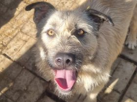 SUMMER  ca. 2-jährige, große, cremefarbene Hündin, eine echte Schönheit möchte die Welt entdecken