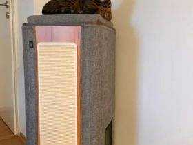 5 jähriger Bengale, Freigänger