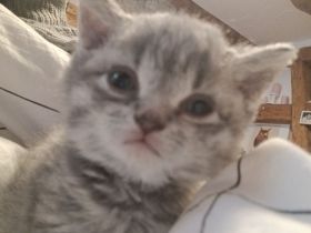 Britisch kurzhaar kitten