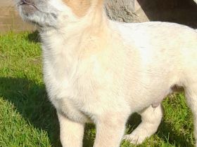 Australian Cattle Dog Welpen red