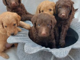 Labradoodle Welpen Wurfankündigung