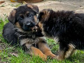 Hübsche Schäferhund Welpen mit geradem Rücken aus gesunden Eltern