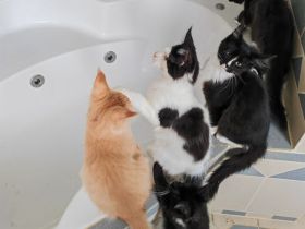 Reinrassige Maine Coon Kitten abzugeben