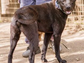 Nello, jung und agil sucht eine fröhliche Familie