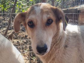 NICOLA  ca. 1-jährige, wunderschöne Hündin, ca. 51 cm, hat ein farbenfrohes Aussehen