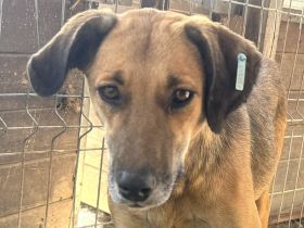 NILA  ca. 2-jährige, große, bildschöne Hündin, braucht etwas Zeit zum Eingewöhnen