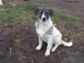 Darf Daisy Mae bei dir ein neues Leben beginnen?