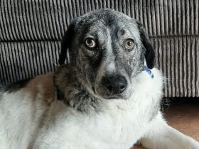 Darf Daisy Mae bei dir ein neues Leben beginnen?