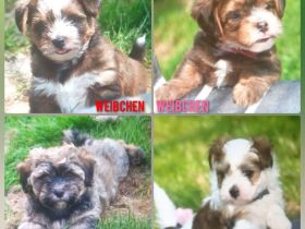 Hava Shorkie Terrier Welpen (Havaneser x Shorkie Terrier)