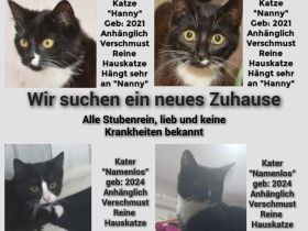 Katzen & Kitten suchen neues zu Hause