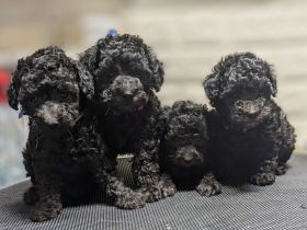 Toypudel Welpen schwarz, silber, dunkelbraun, fawn, mit Papieren, Premium Aufzucht