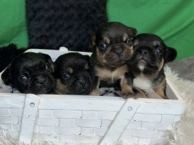 Französische Bulldoggen Welpen mit Näschen und Ahnentafel